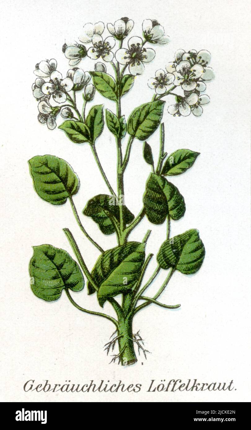 Common Scurvygrass Cochlearia officinalis,  (Health book, 1911), Echtes Löffelkraut Stock Photo