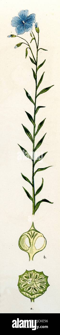 common flax or linseed Linum usitatissimum,  (biology book, 1884), Lein Stock Photo