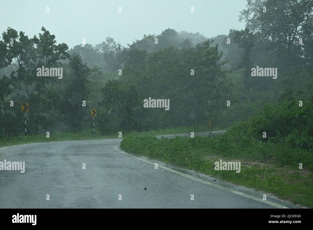 The rainy season on the roadside with lush greenery. Stock Photo