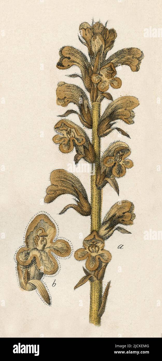 edstraw broomrape Orobanche caryophyllacea,  (botany book, 1879), Nelken-Sommerwurz Stock Photo