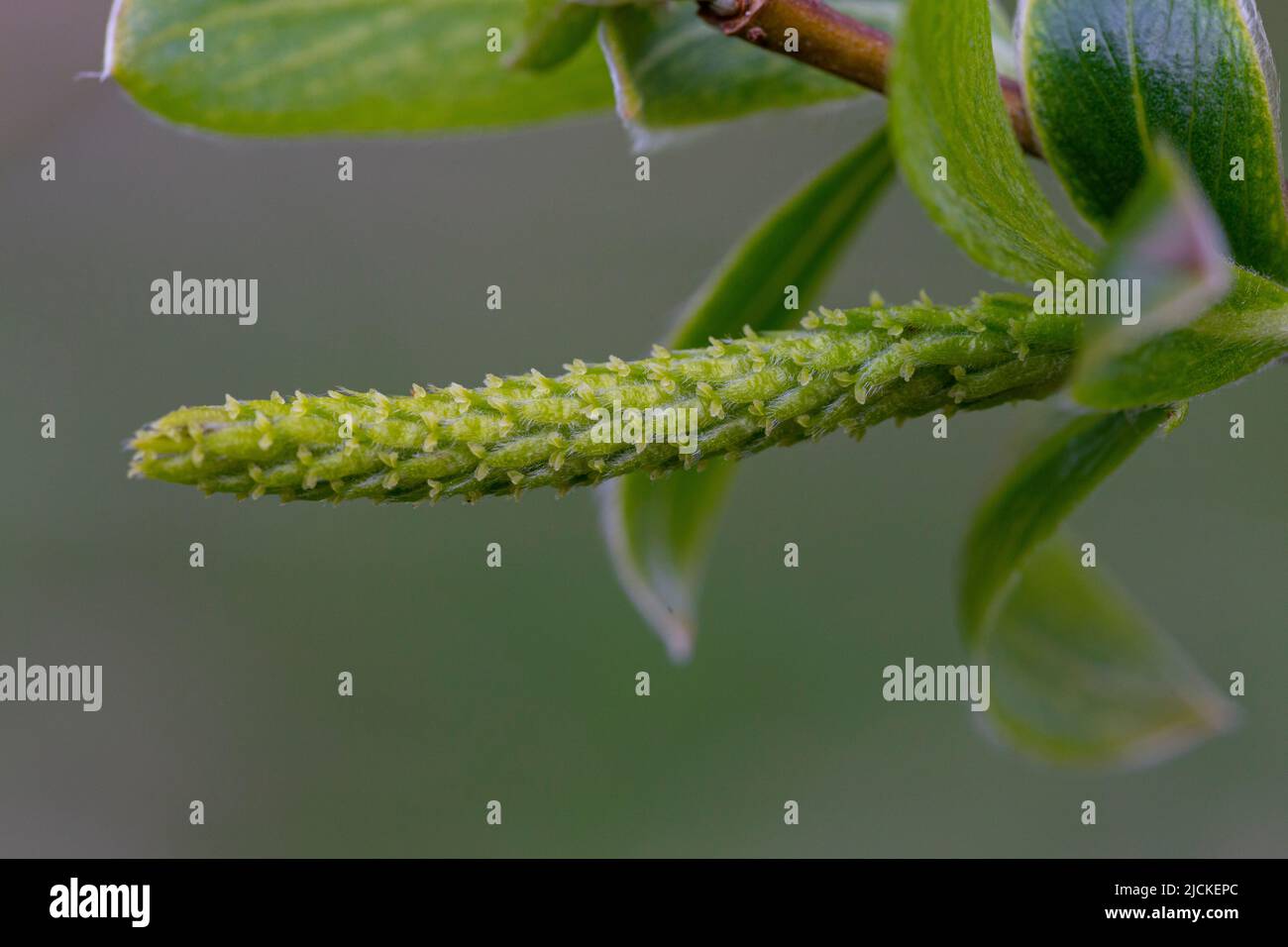 Female flower of Salix alba Stock Photo - Alamy