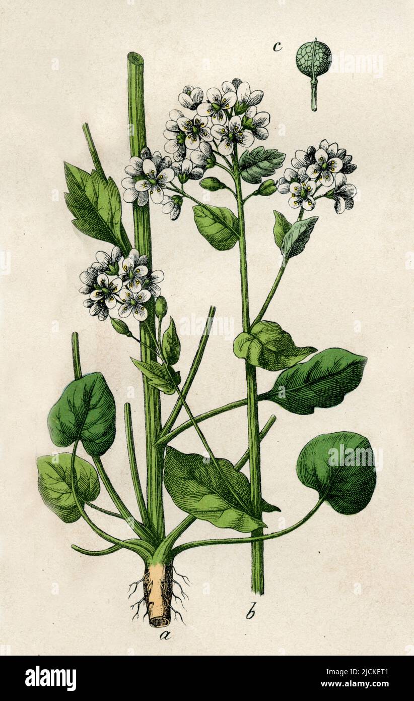 Common Scurvygrass Cochlearia officinalis,  (botany book, 1879), Echtes Löffelkraut Stock Photo