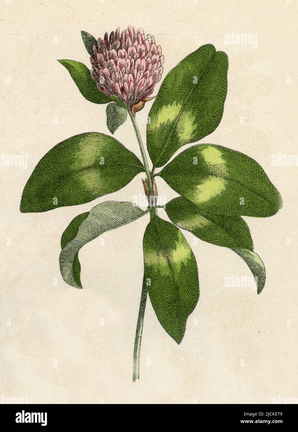 Red Clove Trifolium pratense,  (botany book, 1879), Rotklee Stock Photo