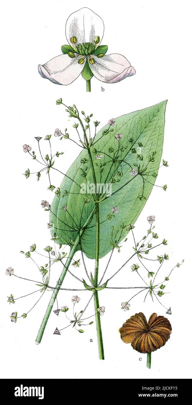 european-water-plantain-alisma-plantago-aquatica-botany-book-1909