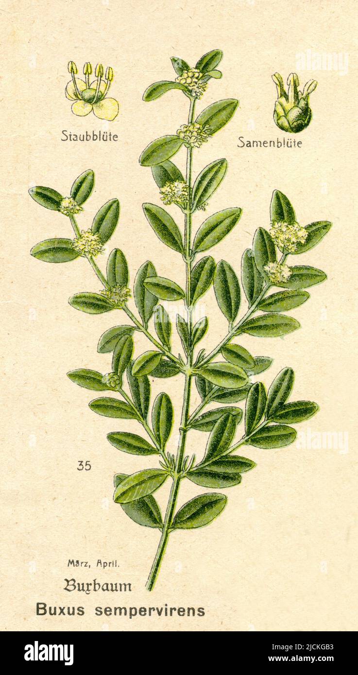 Boxwood Buxus sempervirens,  (botany book, ca. 1915), Gewöhnlicher Buchsbaum Stock Photo
