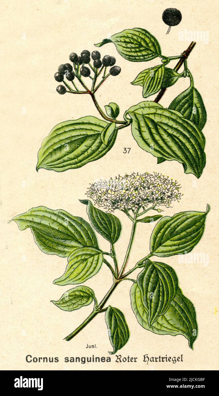 common dogwood Cornus sanguinea,  (botany book, ca. 1915), Roter Hartriegel Stock Photo