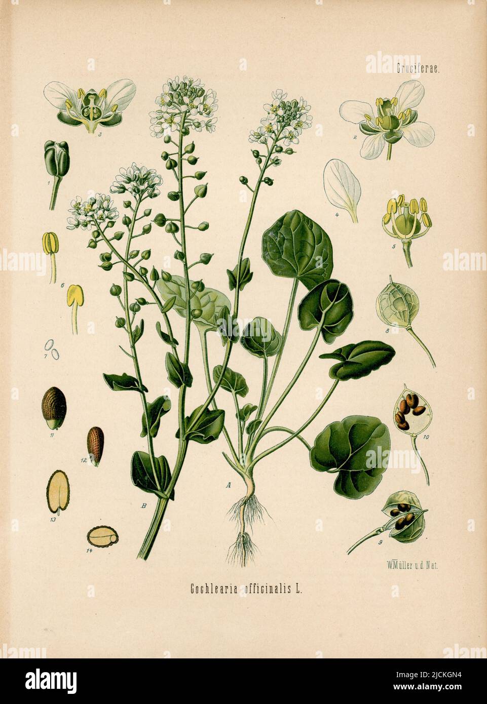Common Scurvygrass Cochlearia officinalis, Müller, Walther Otto (1833
