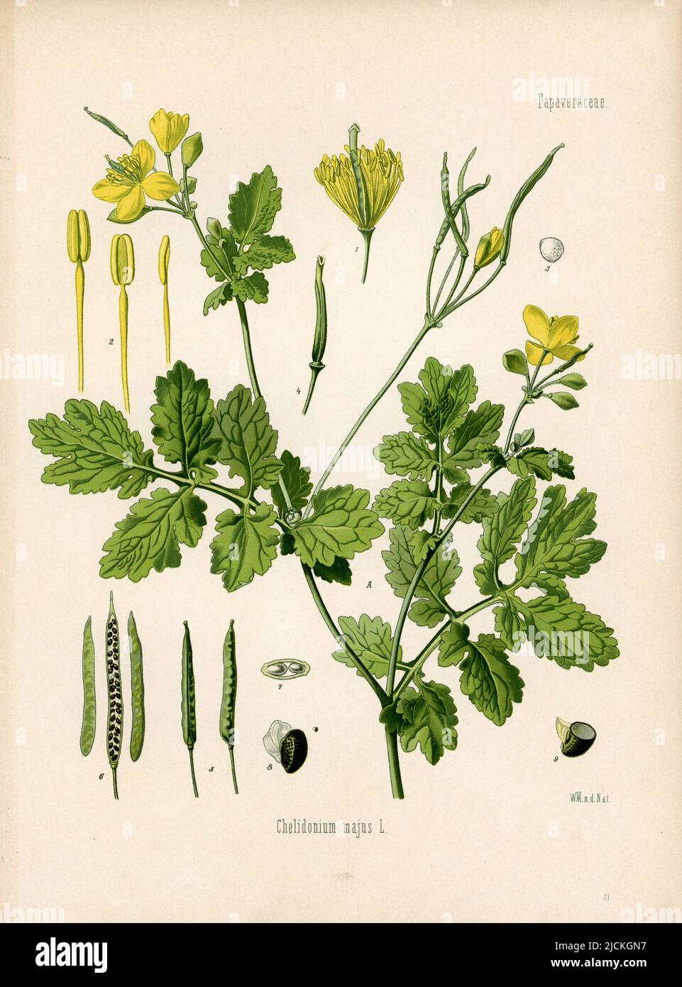 greater celandine Chelidonium majus, Müller, Walther Otto (1833-1887) (, ), Schöllkraut Stock Photo