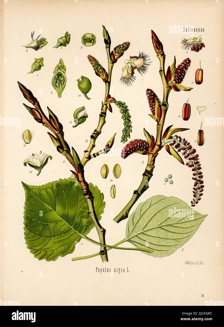 black poplar Populus nigra, Müller, Walther Otto (1833-1887) (, ), Schwarz-Pappel Stock Photo