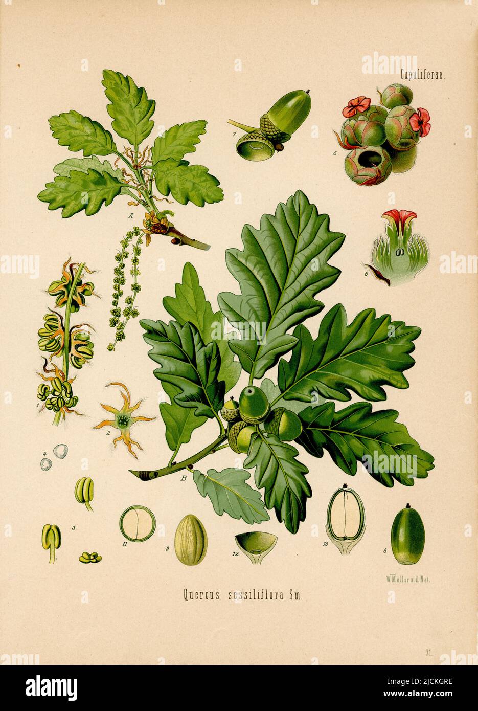 sessile oak Quercus petraea, Müller, Walther Otto (1833-1887) (, ), Traubeneiche Stock Photo
