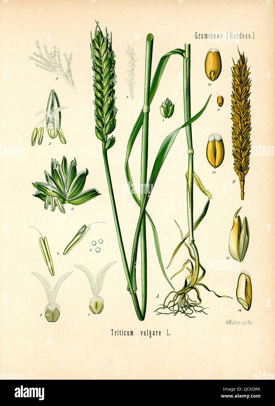 wheat Triticum aestivum, Müller, Walther Otto (1833-1887) (, ), Weichweizen Stock Photo