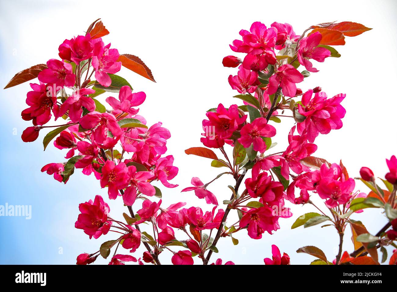 Khi nhìn vào bức ảnh hoa quince hồng nở rộ ảnh chụp chất lượng cao và hình ảnh, bạn sẽ tự mình cảm nhận được tình yêu thương đong đầy của thiên nhiên. Màu hồng tươi sáng và hương thơm dịu ngọt của hoa quince sẽ nếm trải cảm giác yêu đời và thăng hoa trong tâm hồn.