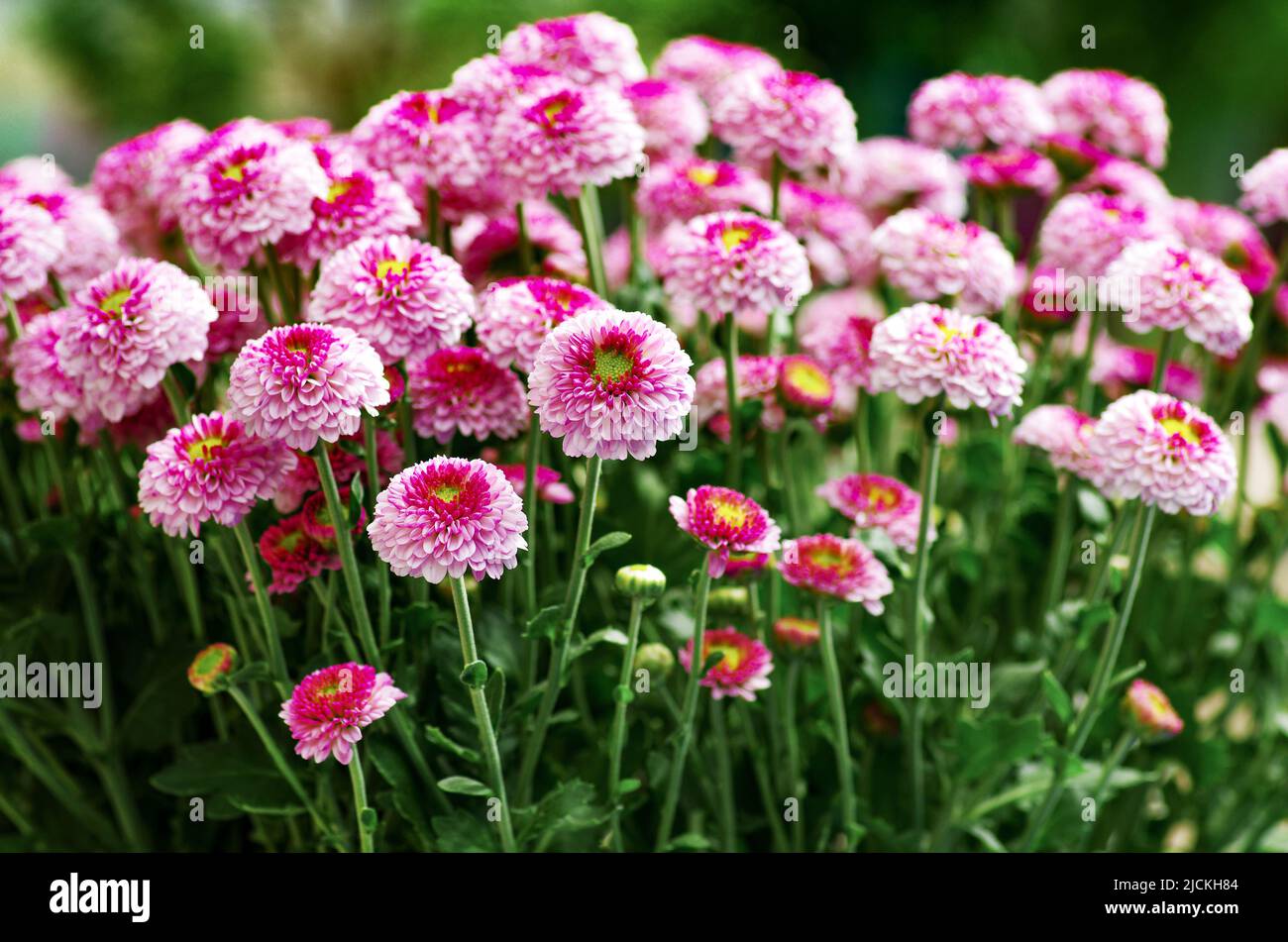 Chrysanthemum wine hi-res stock photography and images - Alamy