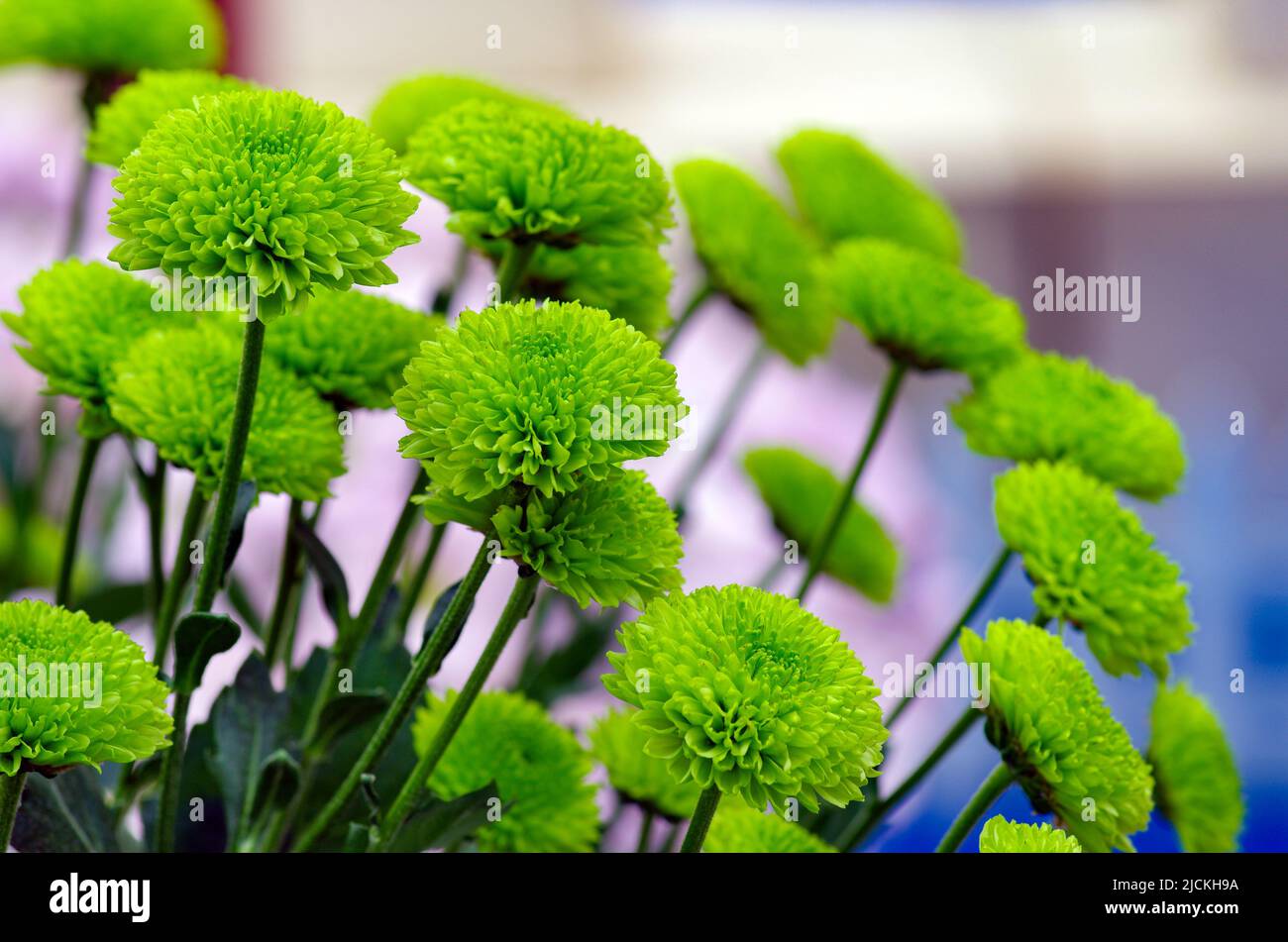 Chrysanthemum wine hi-res stock photography and images - Alamy