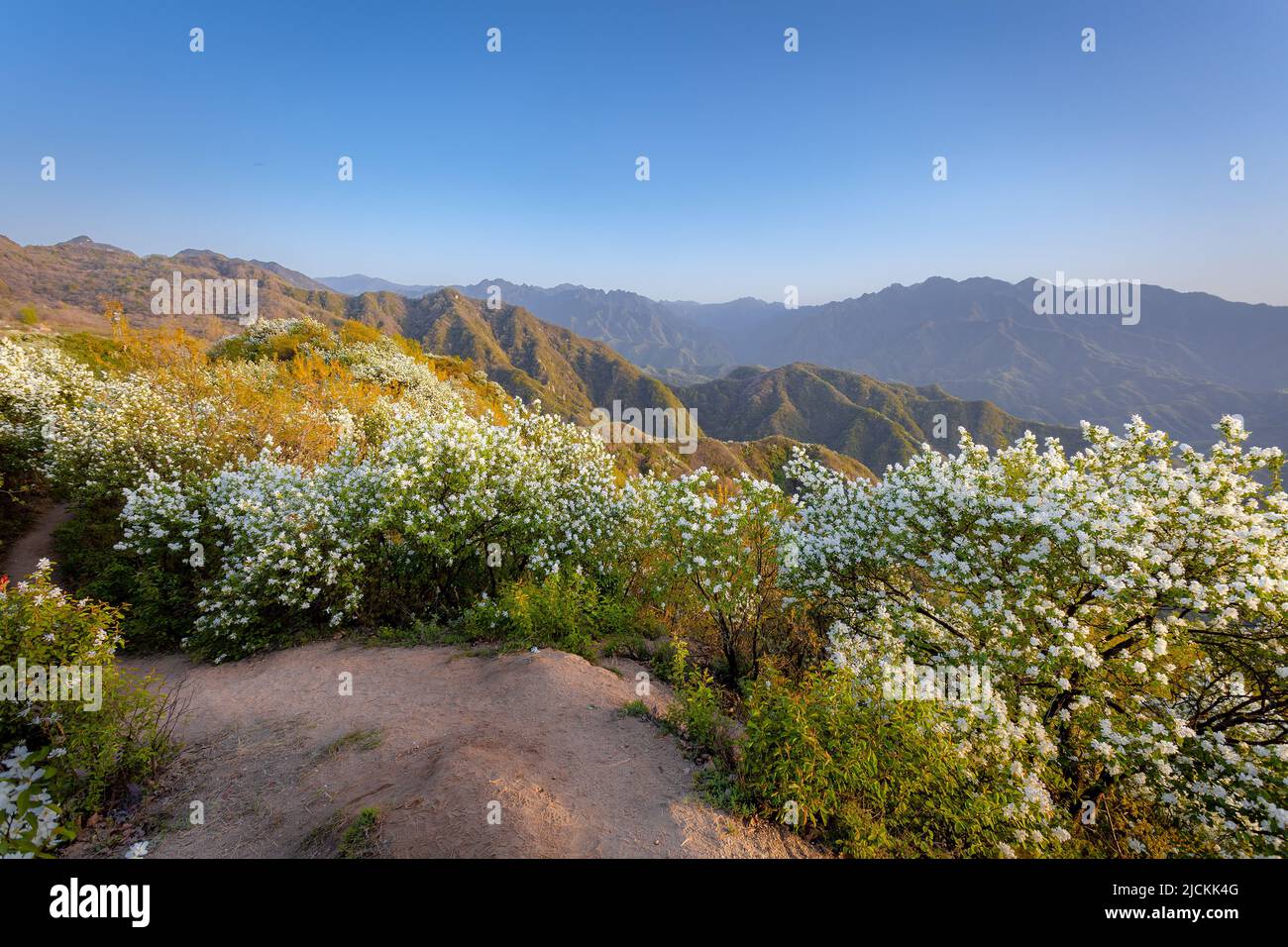 Bai juan mei hi-res stock photography and images - Alamy