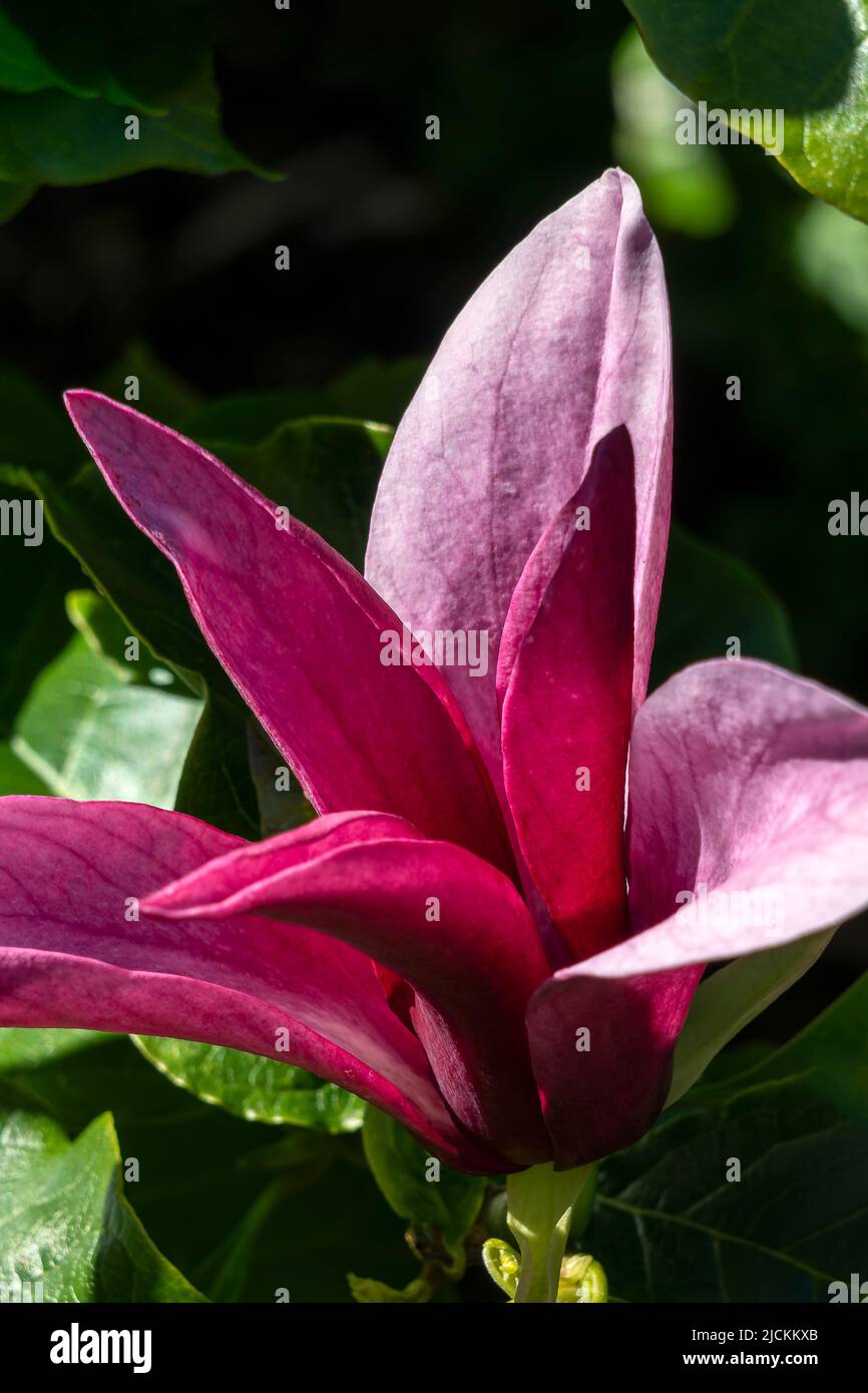 Magnolia Liliiflora 'Nigra' a summer flowering tree shrub plant with purple red summertime flower blossom commonly known as black lily magnolia, stock Stock Photo