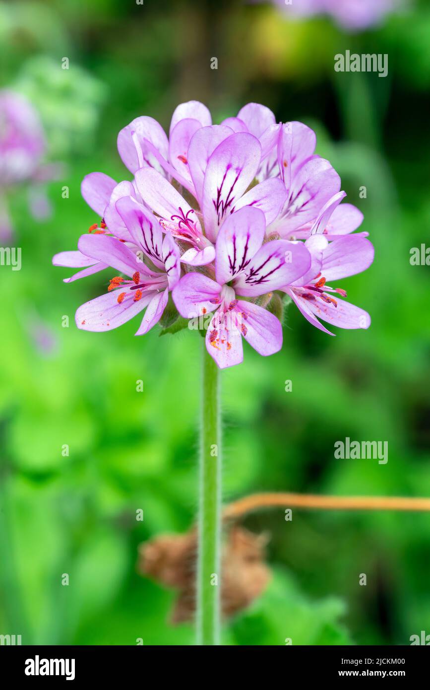 Pelargonium capitatum a summer flowering plant with a pink summertime flower commonly known as geranium, stock photo image Stock Photo