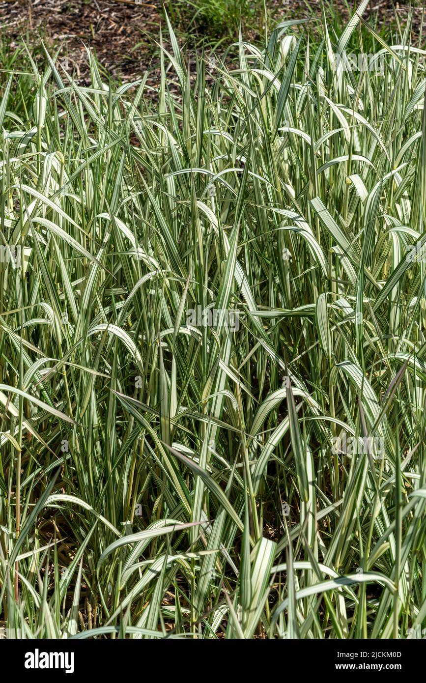 Phalaris arundinacea var picta 'Feesey' a perennial striped grass plant commonly known as Ribbon Grass or Gardener's Garters, stock photo image Stock Photo