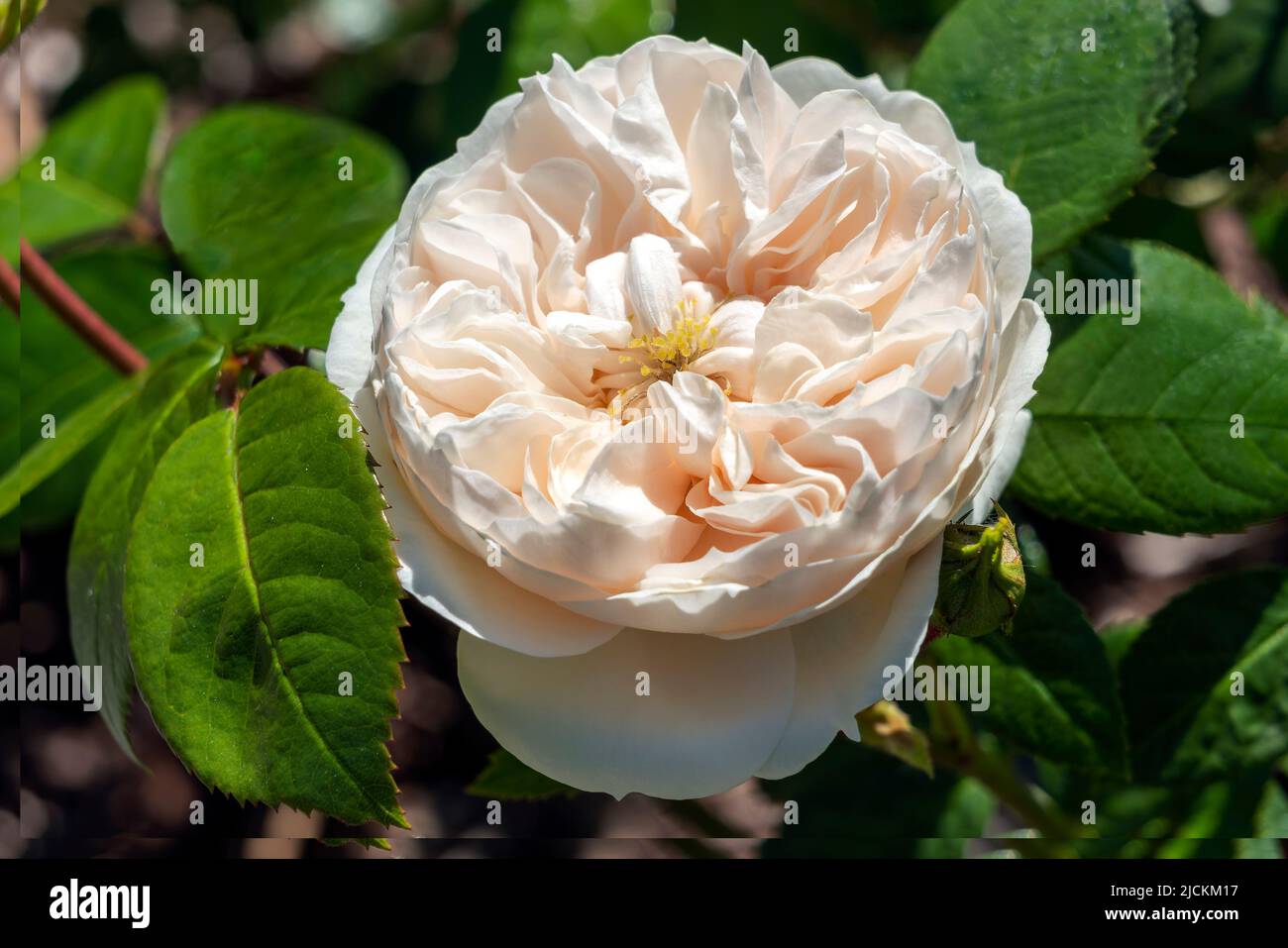 Rose (rosa) 'Macmillan Nurse' a summer autumn fall flowering shrub plant with a white summertime double flower, stock photo image Stock Photo