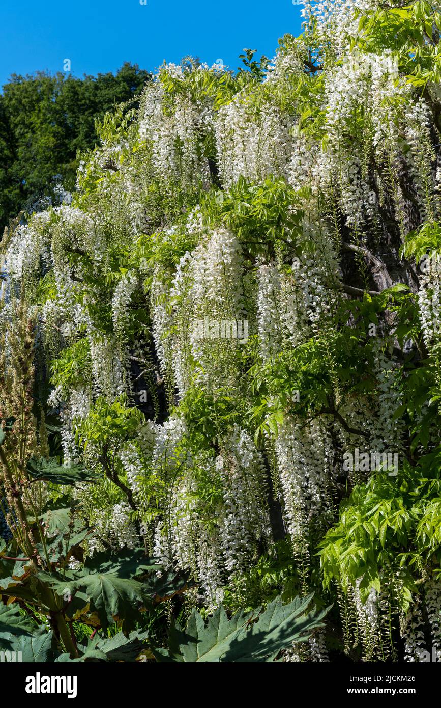 Wisteria floribunda 'Alba' a spring summer flowering shrub tree plant with a white summertime flower, stock photo image Stock Photo