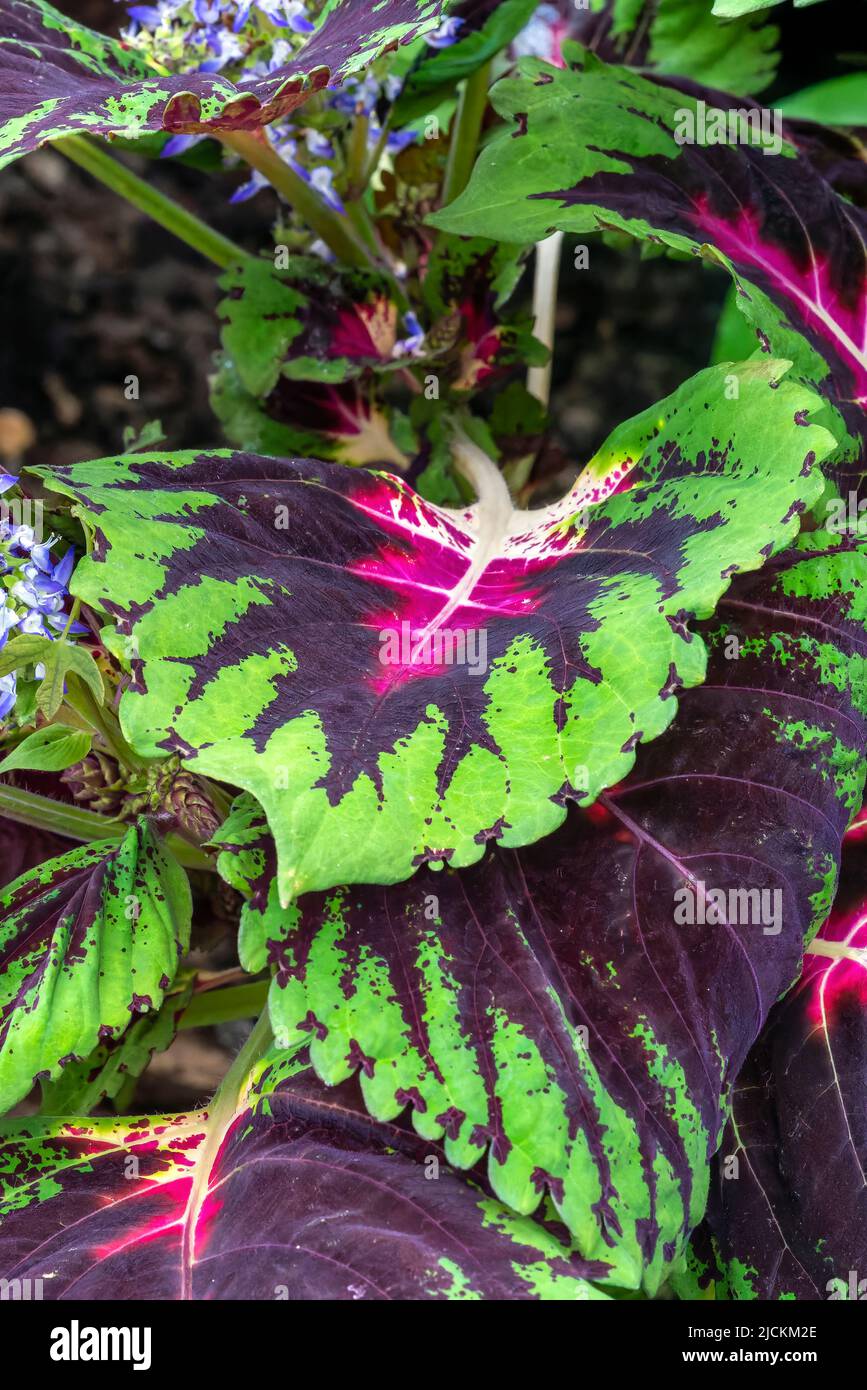 Solenostemon scutellarioides 'Dragon Black' a summer autumn fall flower plant with red black leaves in summertime and commonly known as coleus or pain Stock Photo