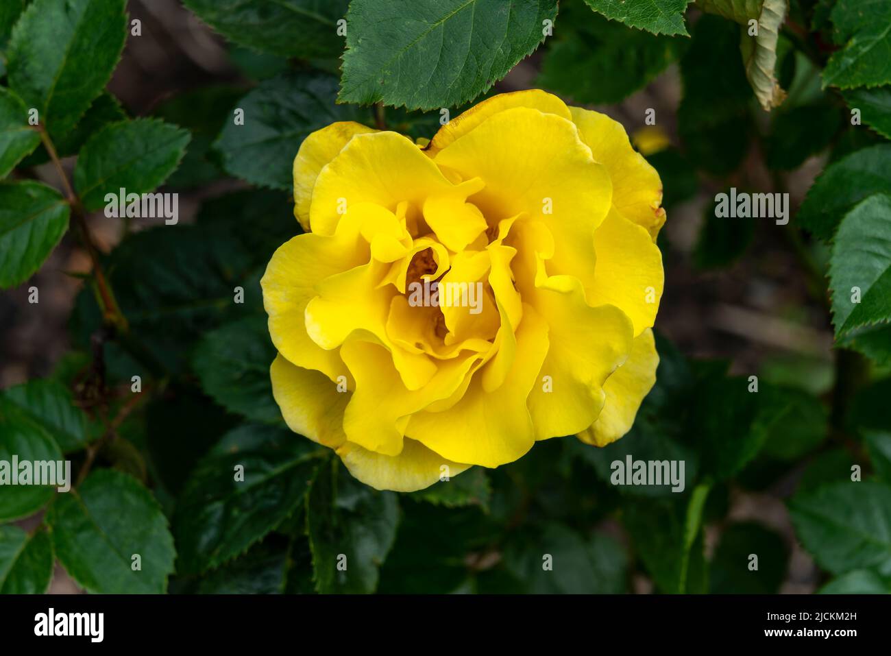 Rose 'Korlillub' (rosa) a yellow perennial spring summer autumn flower shrub plant also known as 'Lichtkonigin Lucia', stock photo image Stock Photo