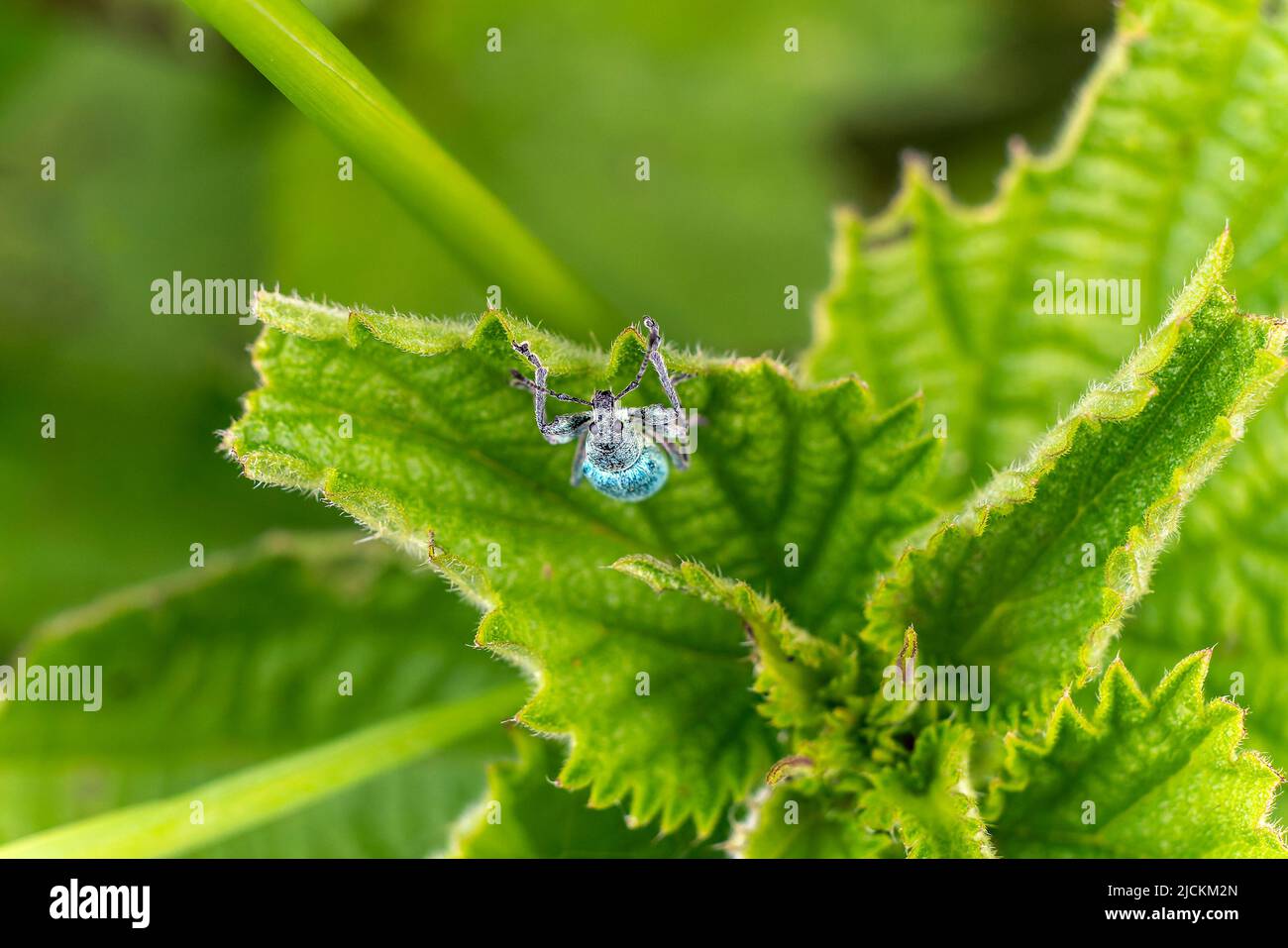Green nettle weevil ( Phyllobius pomaceus) a common European beetle insect species found in fields meadows hedges and gardens, stock photo image Stock Photo