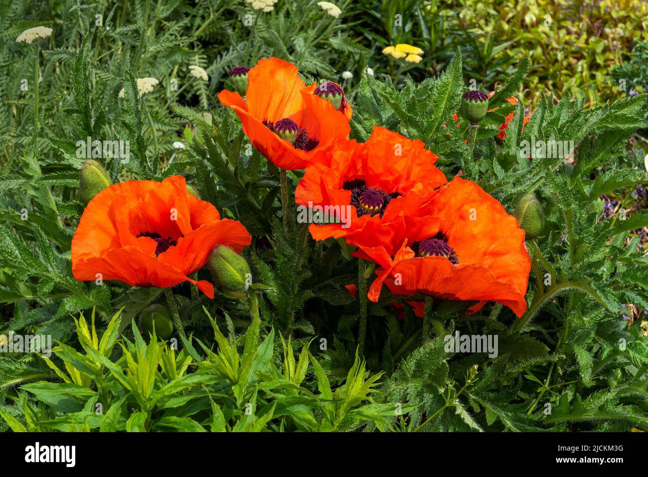 Oriental poppy (papaver orientale) a spring summer flowering plant with a red orange springtime flower, stock photo image Stock Photo