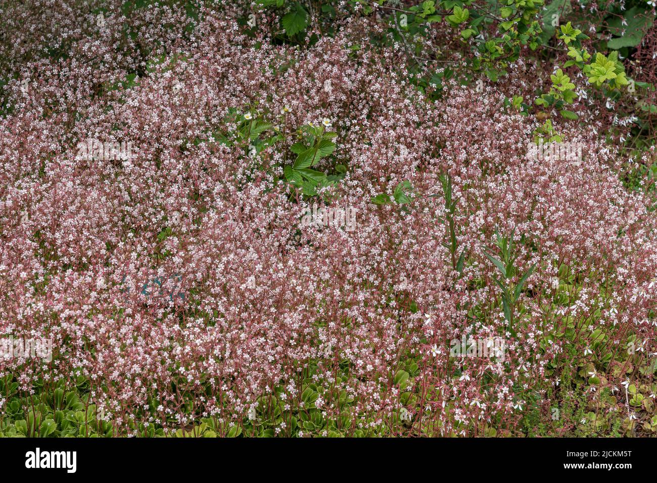 Saxifraga x urbium a summer flowering plant with a pink white summertime flower commonly known as London Pride, stock photo image Stock Photo