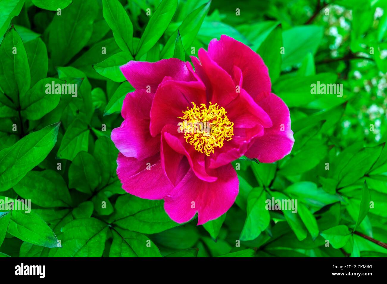 Peony 'Mistral' (paeonia) a spring summer flowering plant with a red pink springtime flower, stock photo image Stock Photo