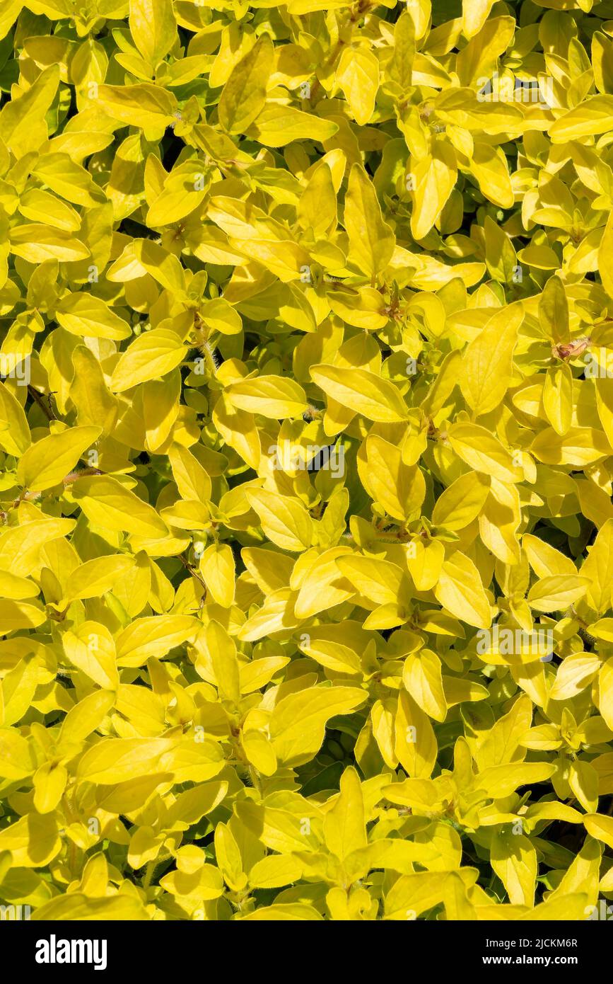 Origanum vulgare 'Aureum' a summer flowering plant with yellow leaves and a pink summertime flower commonly known as golden oregano or margory, stock Stock Photo