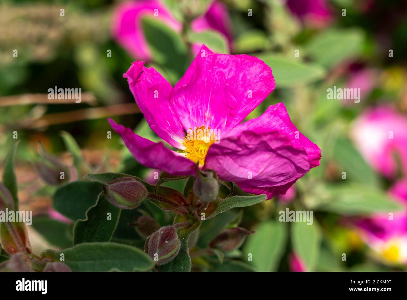Cistus 'Blushing Peggy Sammons' a summer flowering shrub plant with a magenta pink summertime flower commonly known as rock rose, stock photo image Stock Photo