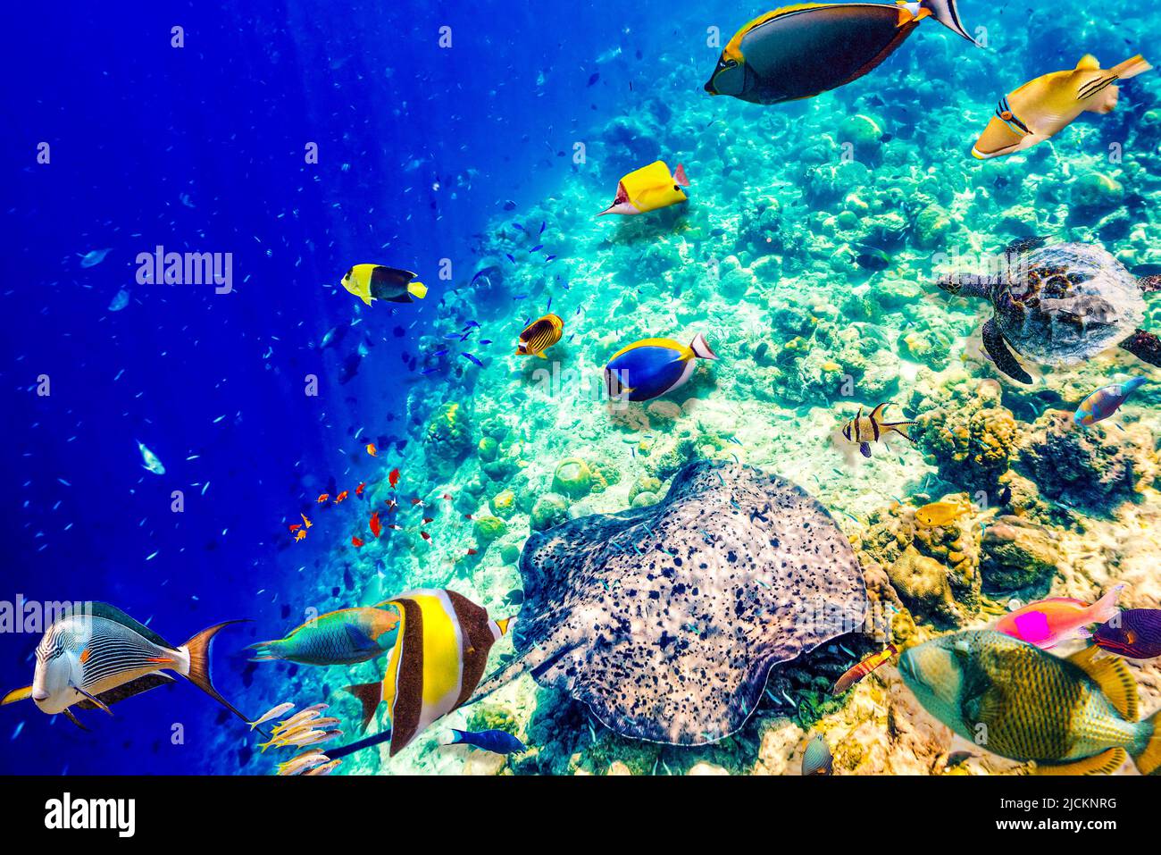 The magnificent underwater world of the Maldives. Omadhoo (Alif Dhaal