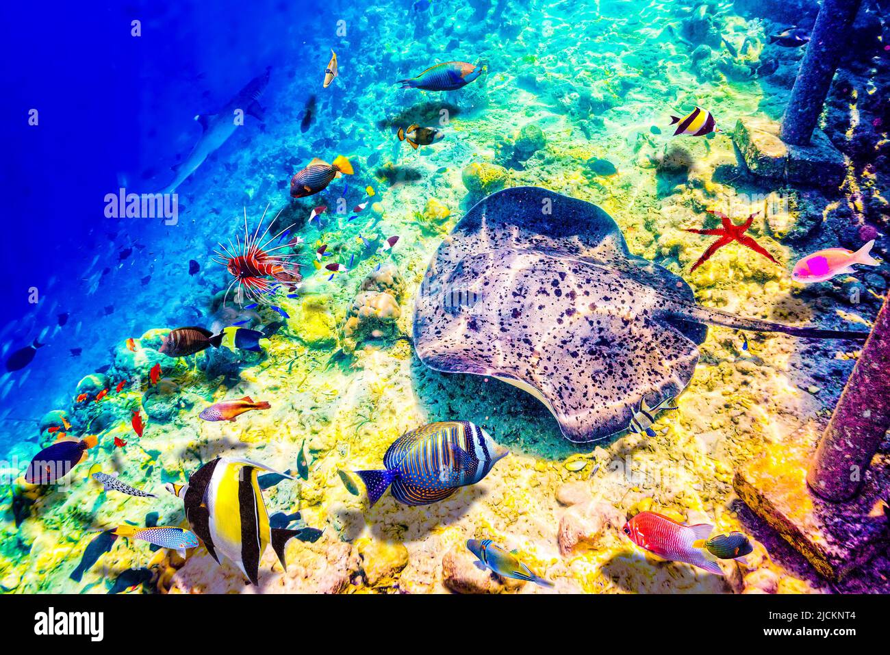 The magnificent underwater world of the Maldives. Omadhoo (Alif Dhaal