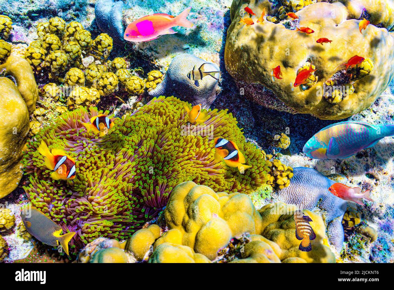 The magnificent underwater world of the Maldives. Omadhoo (Alif Dhaal