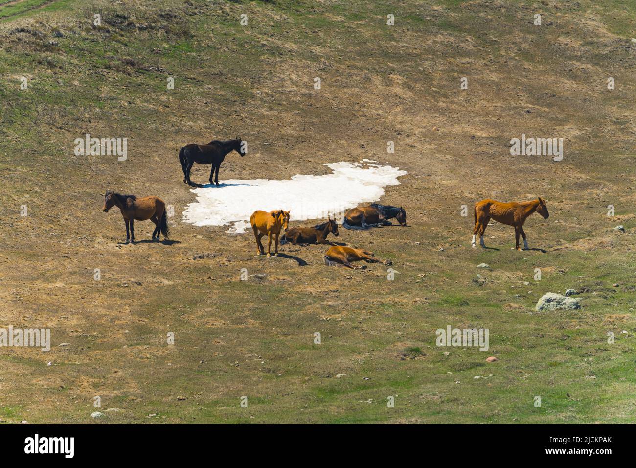 view of horses on the meadow in Kazbegi, Georgia. ecological breed, natural. High quality photo Stock Photo