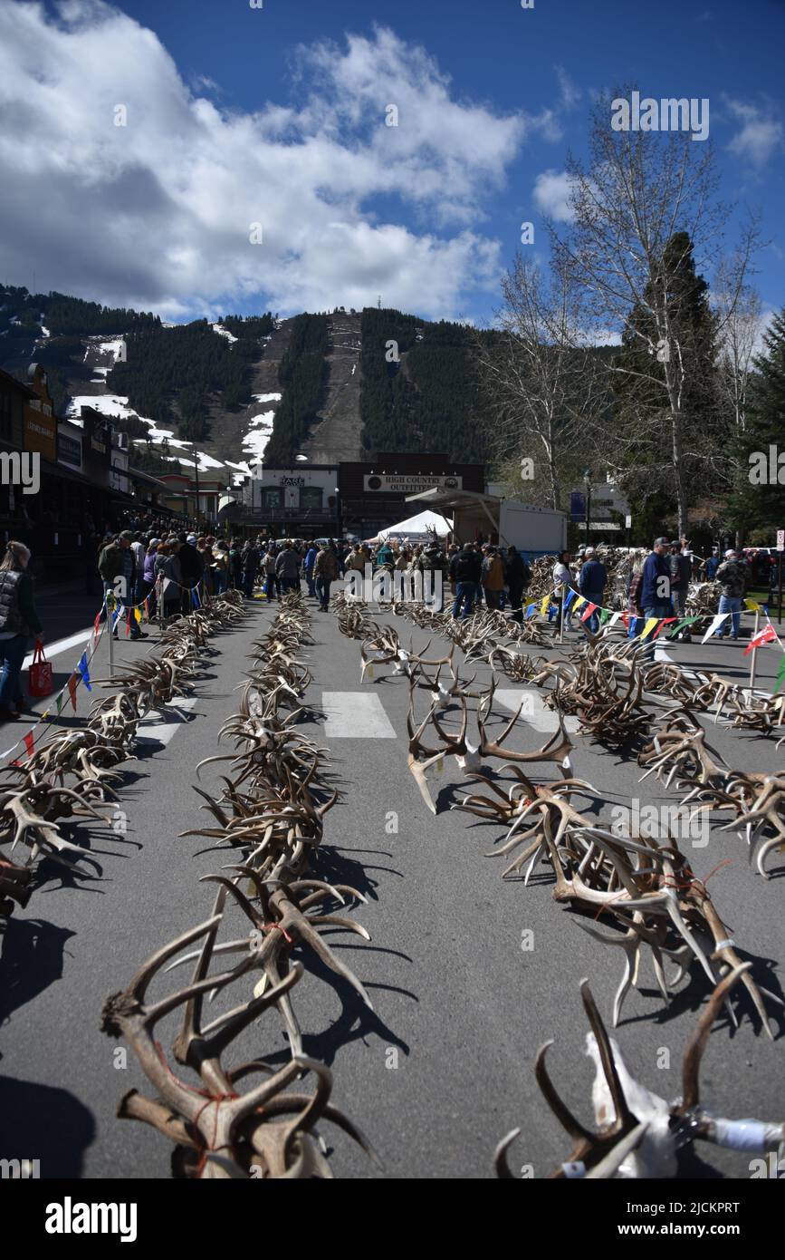 Jackson, WY. USA. 5/21/2022. Boy Scouts of America annual elk and moose