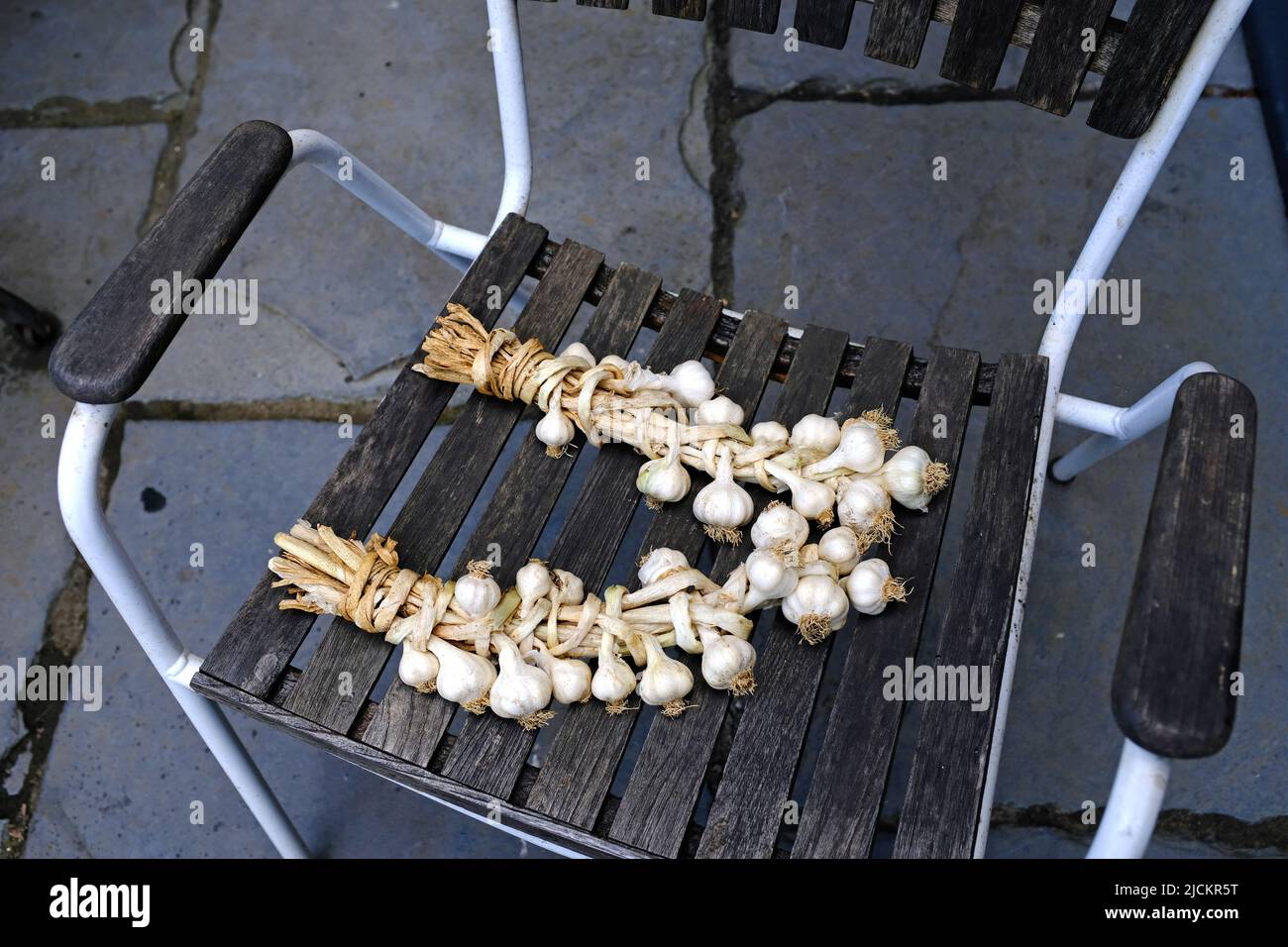 Freshly dug garlic drying on a chair in a garden. Stock Photo