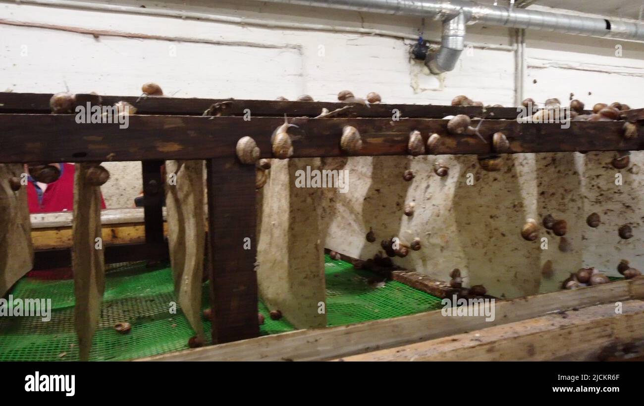 Snail farming. Broodstock, mother stock closeup. Broodstock for