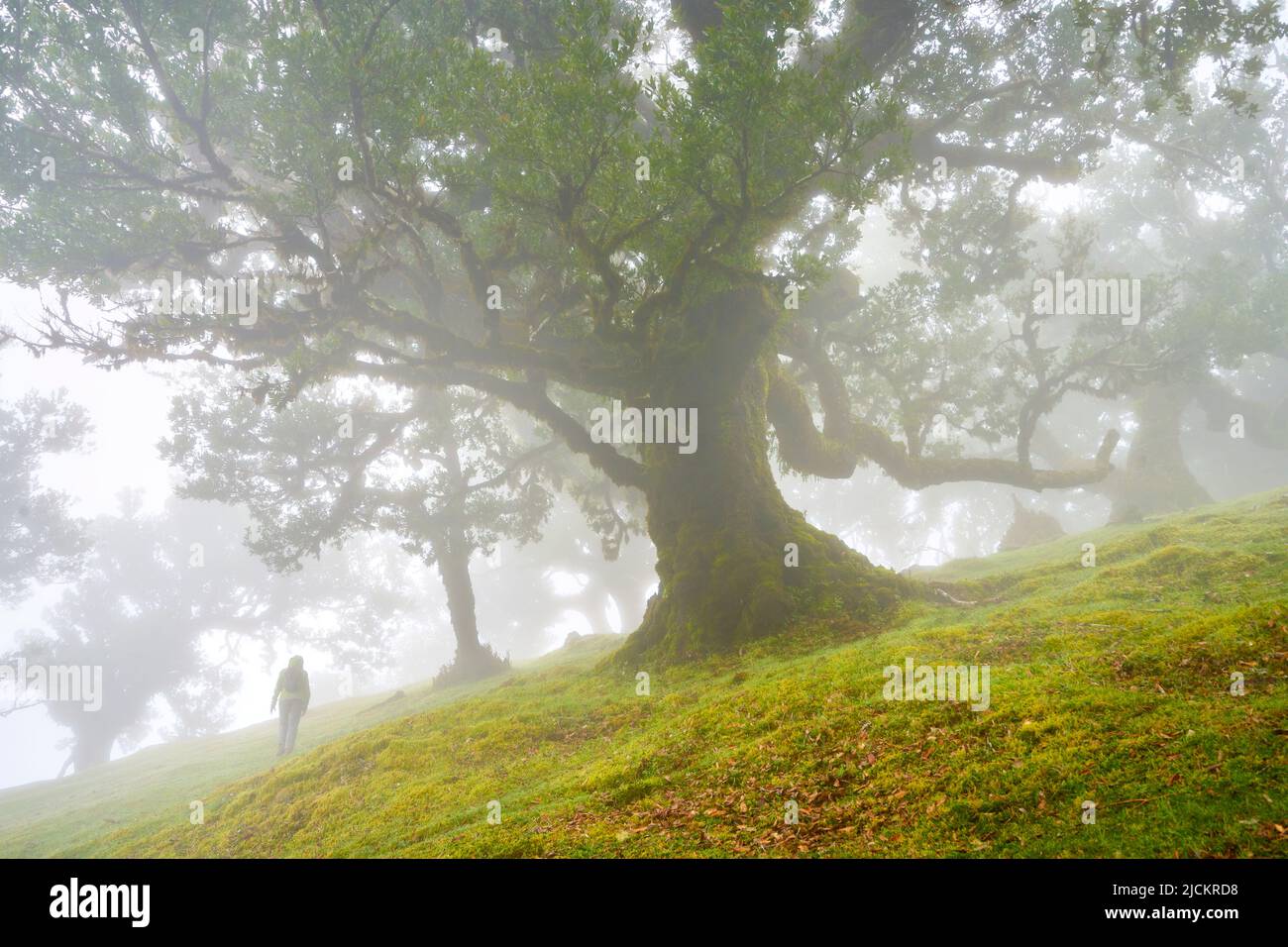 Trees in fog in an old laurel forest, Laurissilva Forest, Fanal, Madeira Island, Portugal UNESCO Stock Photo