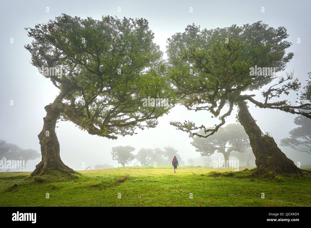 Trees in fog in an old laurel forest, Laurissilva Forest, Fanal, Madeira Island, Portugal UNESCO Stock Photo
