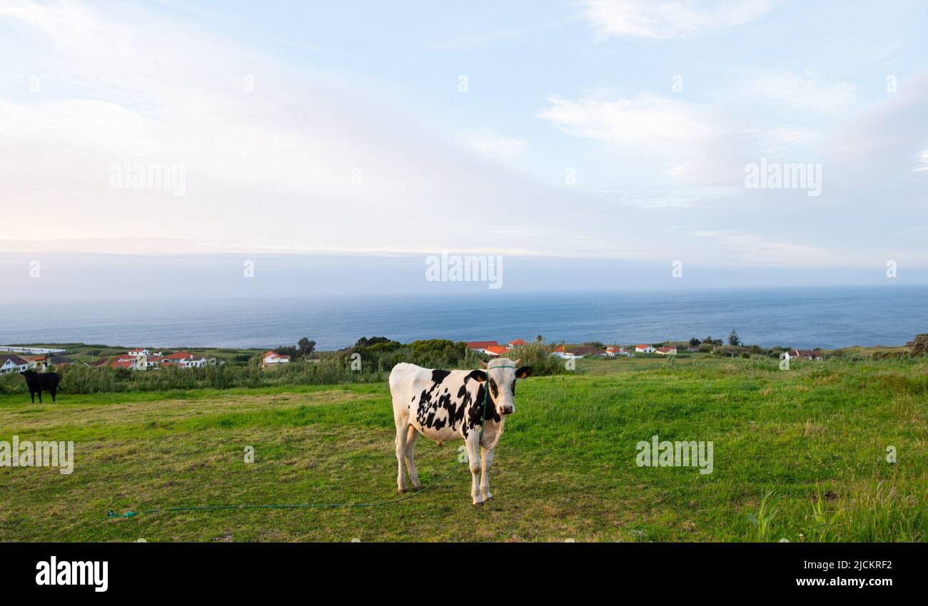 young holstein bull tethered in pasture meadow of rural farm field on the island of Faial in the Azores Portugal horizontal format ocean in background Stock Photo