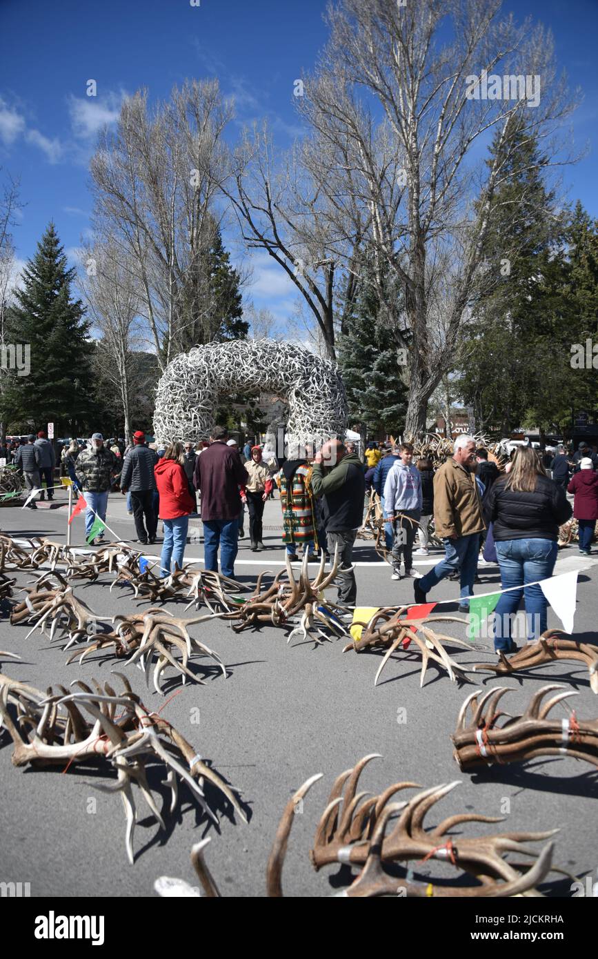 Jackson, WY. USA. 5/21/2022. Boy Scouts of America annual elk and moose