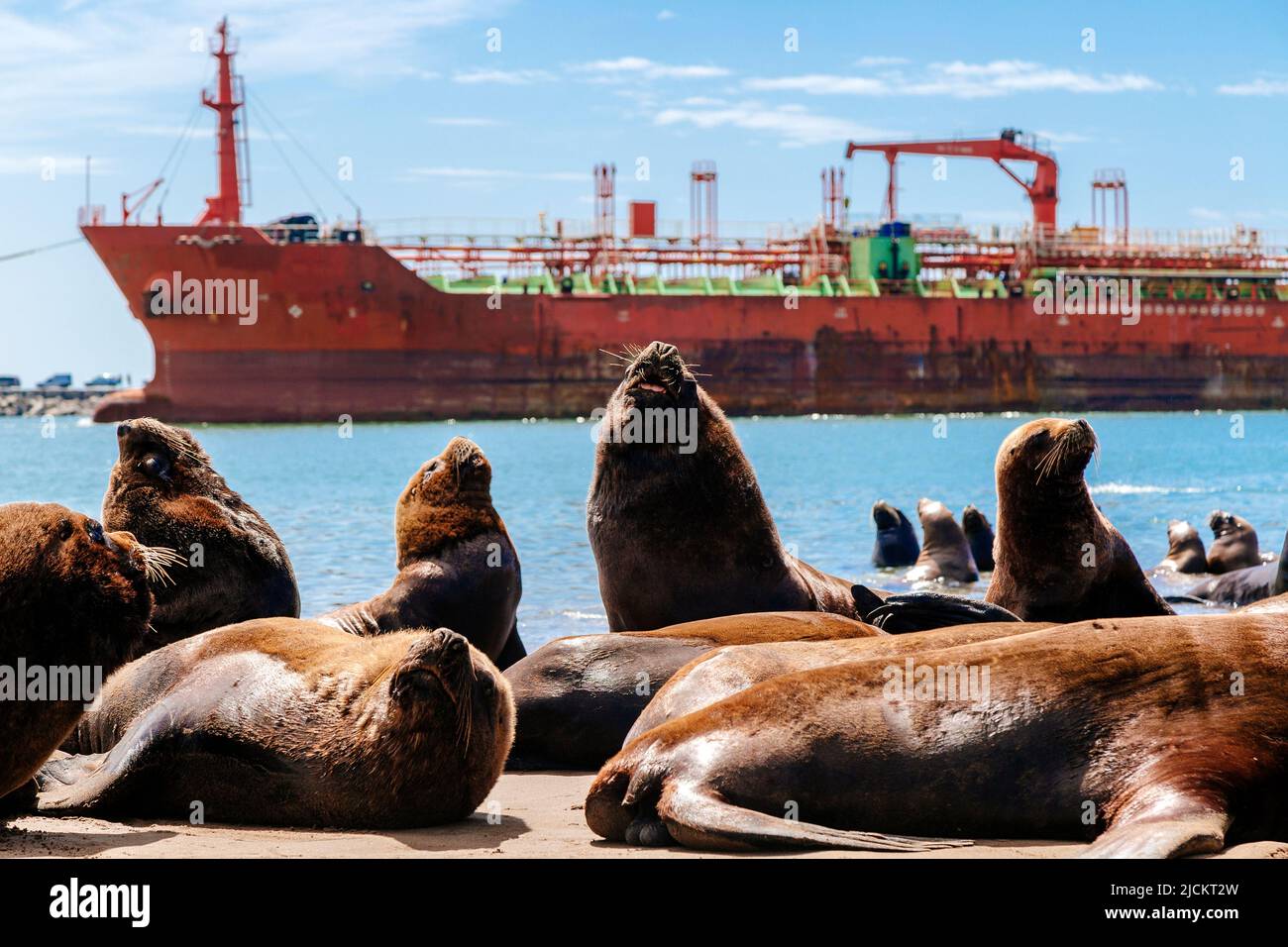 Many sea lions are on the beach next to the Necochea harbor in Argentina. In the background, a bulk carrier ship entering the Port. Stock Photo