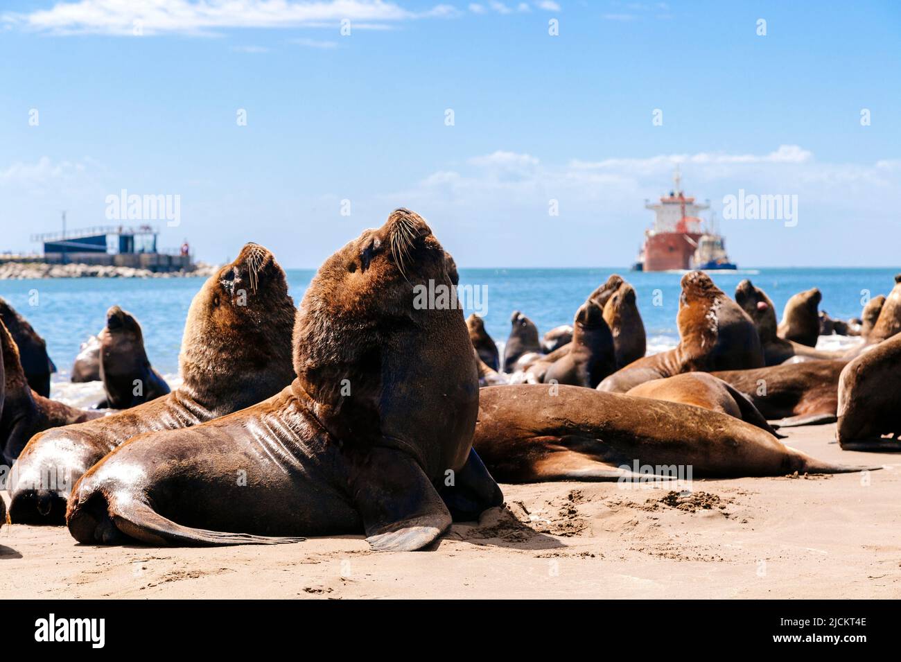 Many sea lions are on the beach next to the Necochea harbor in Argentina. Stock Photo