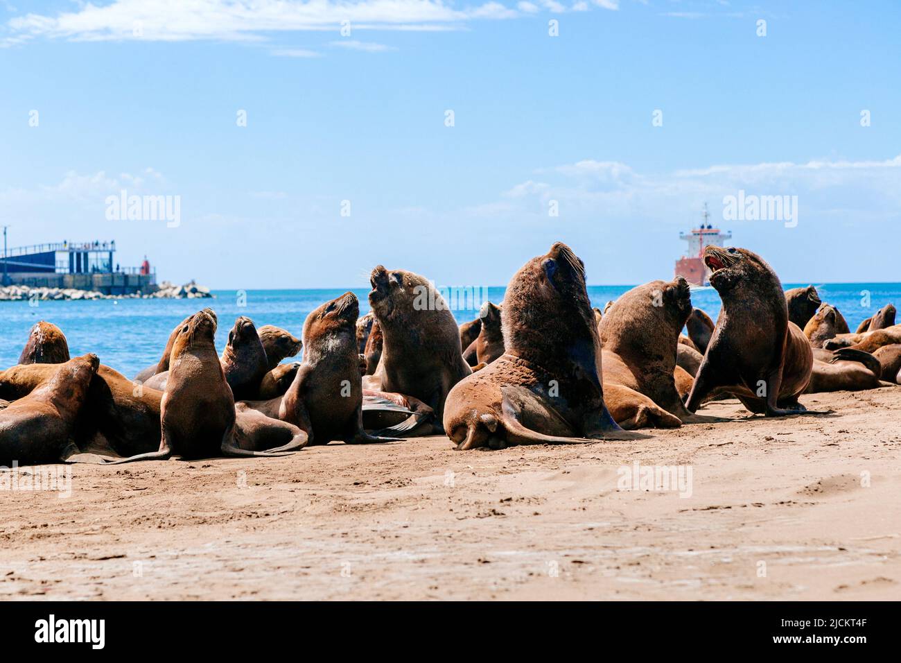 Many sea lions are on the beach next to the Necochea harbor in Argentina. Stock Photo