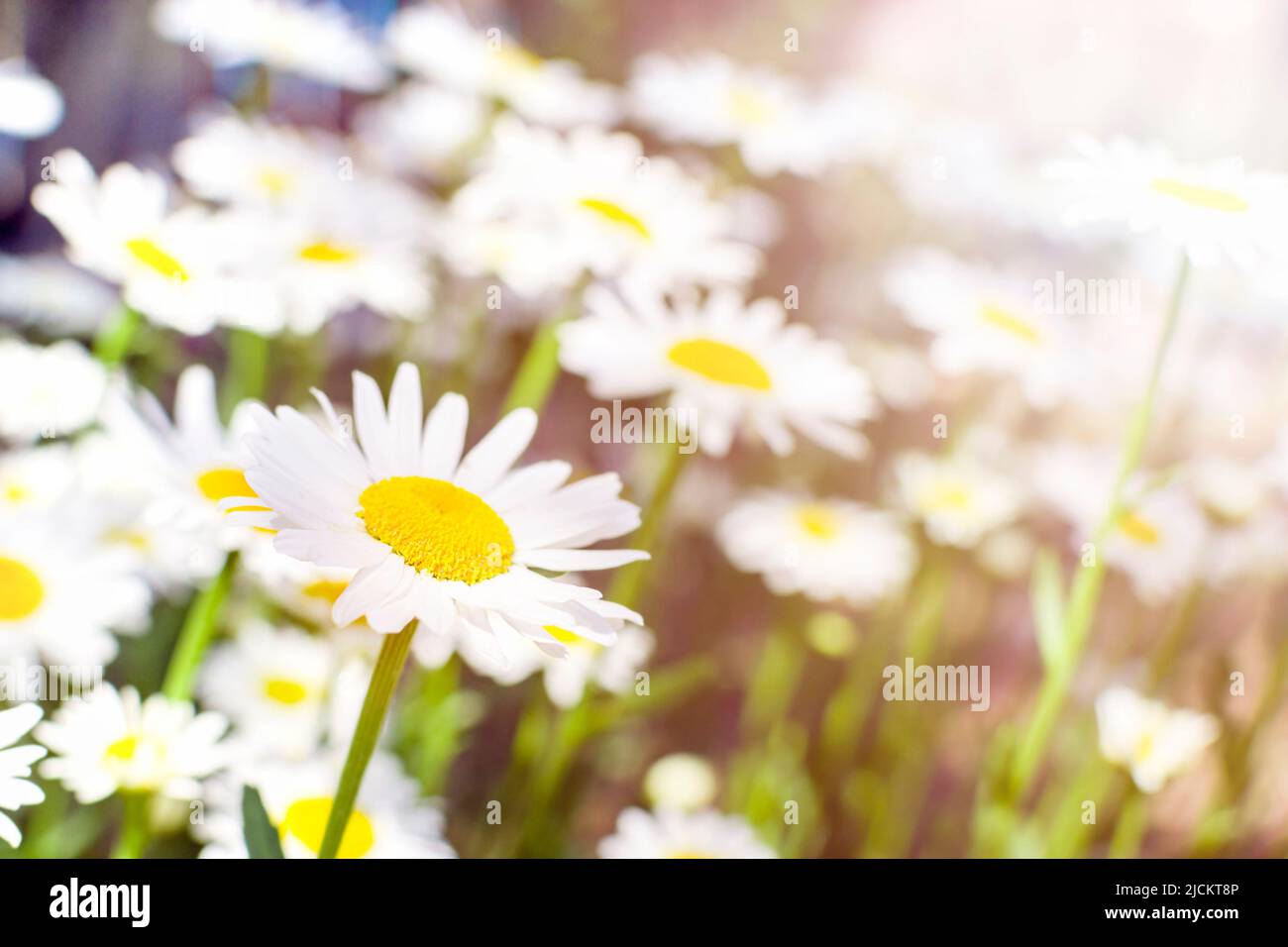 White daisies grow in a meadow at sunset in the sun ryse. Blooming ...