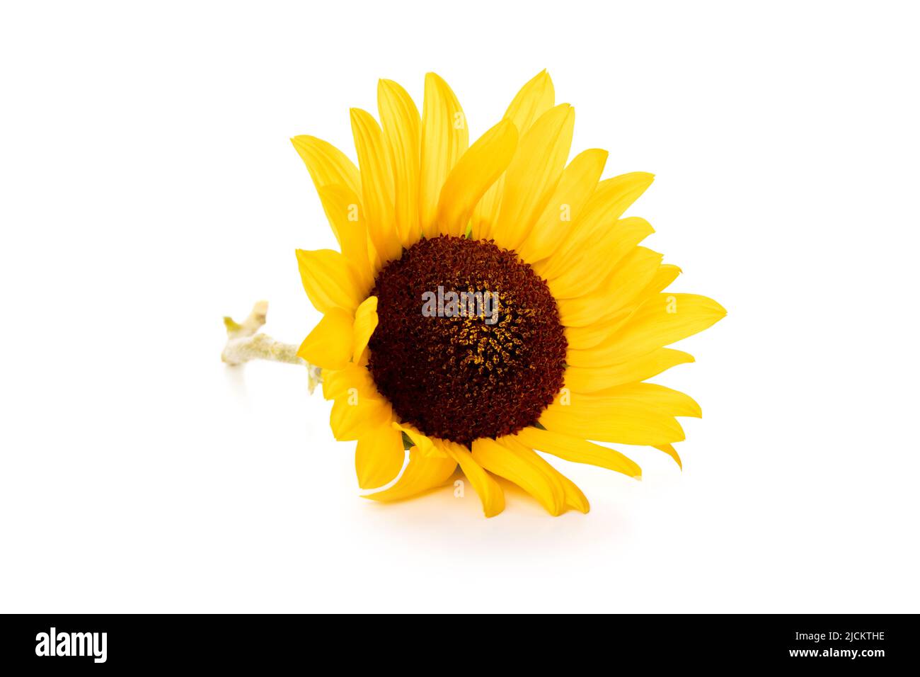 One yellow sunflower isolated on white background Stock Photo - Alamy