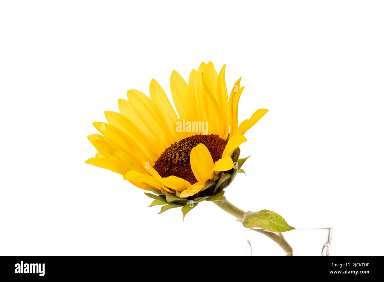 One yellow sunflower isolated on white background Stock Photo - Alamy