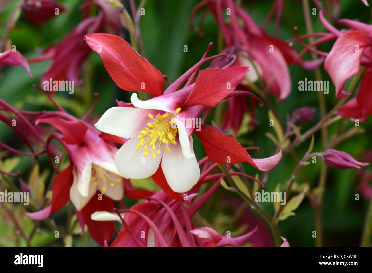 Aquilegia Red Hobbit Columbine Red Hobbit spurred red flowers with white inner petals Stock Photo